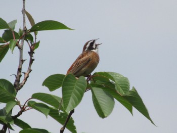 Meadow Bunting 馬見丘陵公園 Tue, 5/25/2021