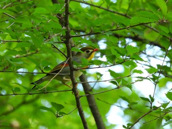 2021年5月25日(火) 神奈川県恩賜箱根公園の野鳥観察記録