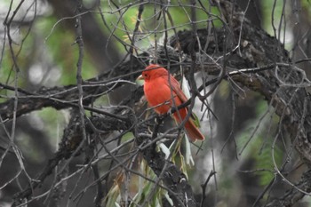 ナツフウキンチョウ mexico 2021年5月23日(日)