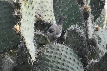 シロハラミソサザイ mexico 2021年5月23日(日)