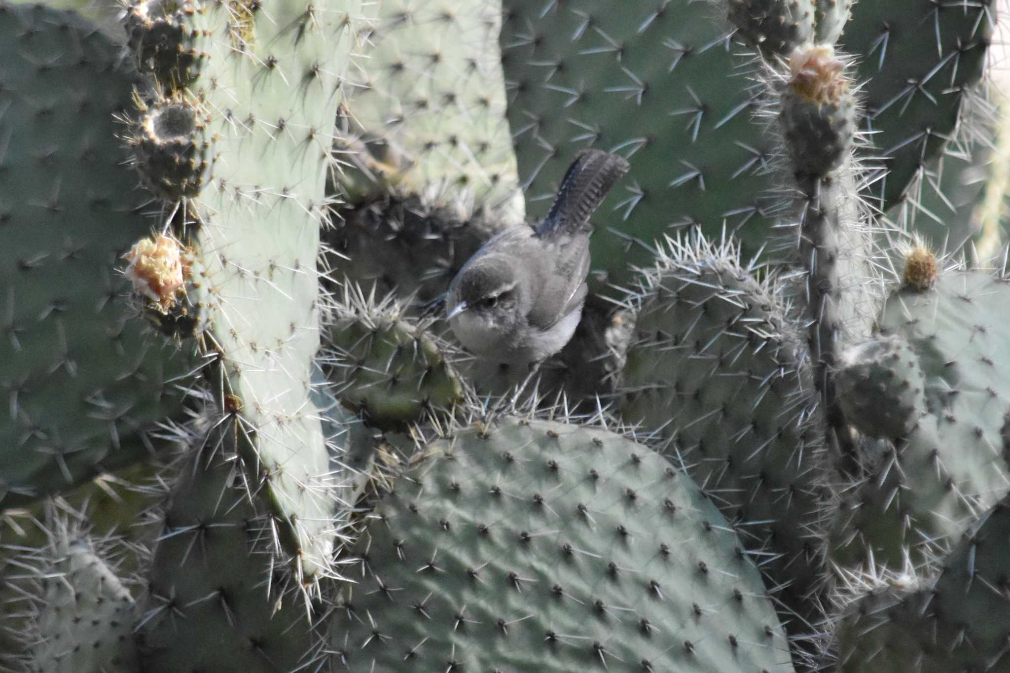 mexico シロハラミソサザイの写真 by ヨシテル