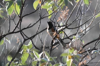 Spotted Towhee mexico Sun, 5/23/2021