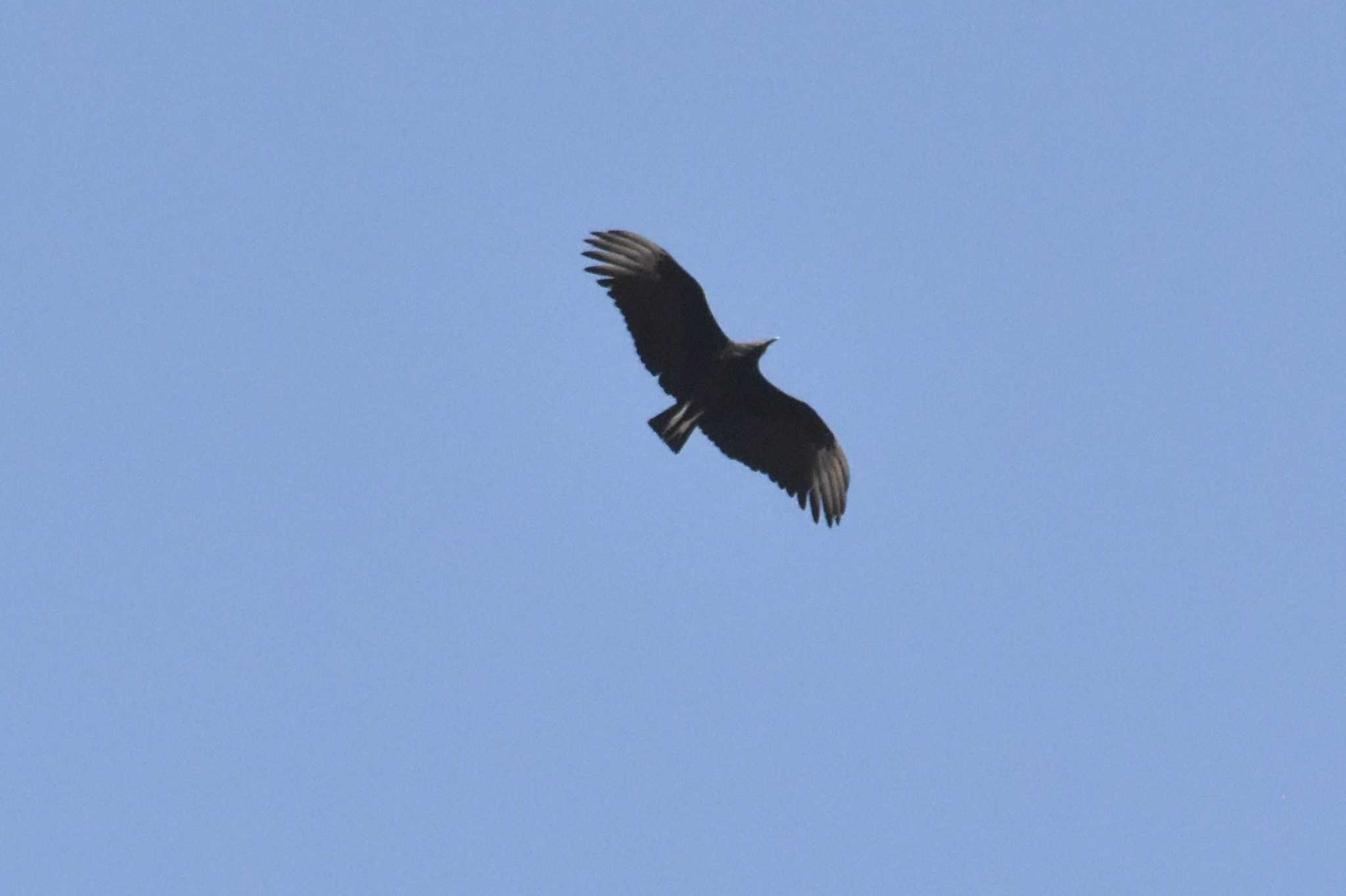 Photo of Black Vulture at mexico by ヨシテル