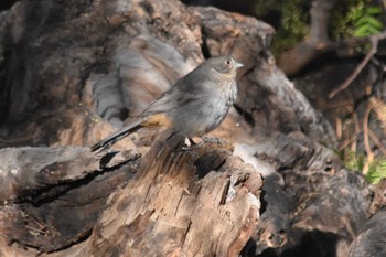 Canyon Towhee mexico Thu, 5/20/2021