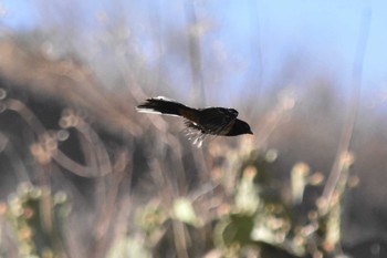 ホシワキアカトウヒチョウ