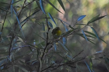 Wilson's Warbler mexico Thu, 5/20/2021