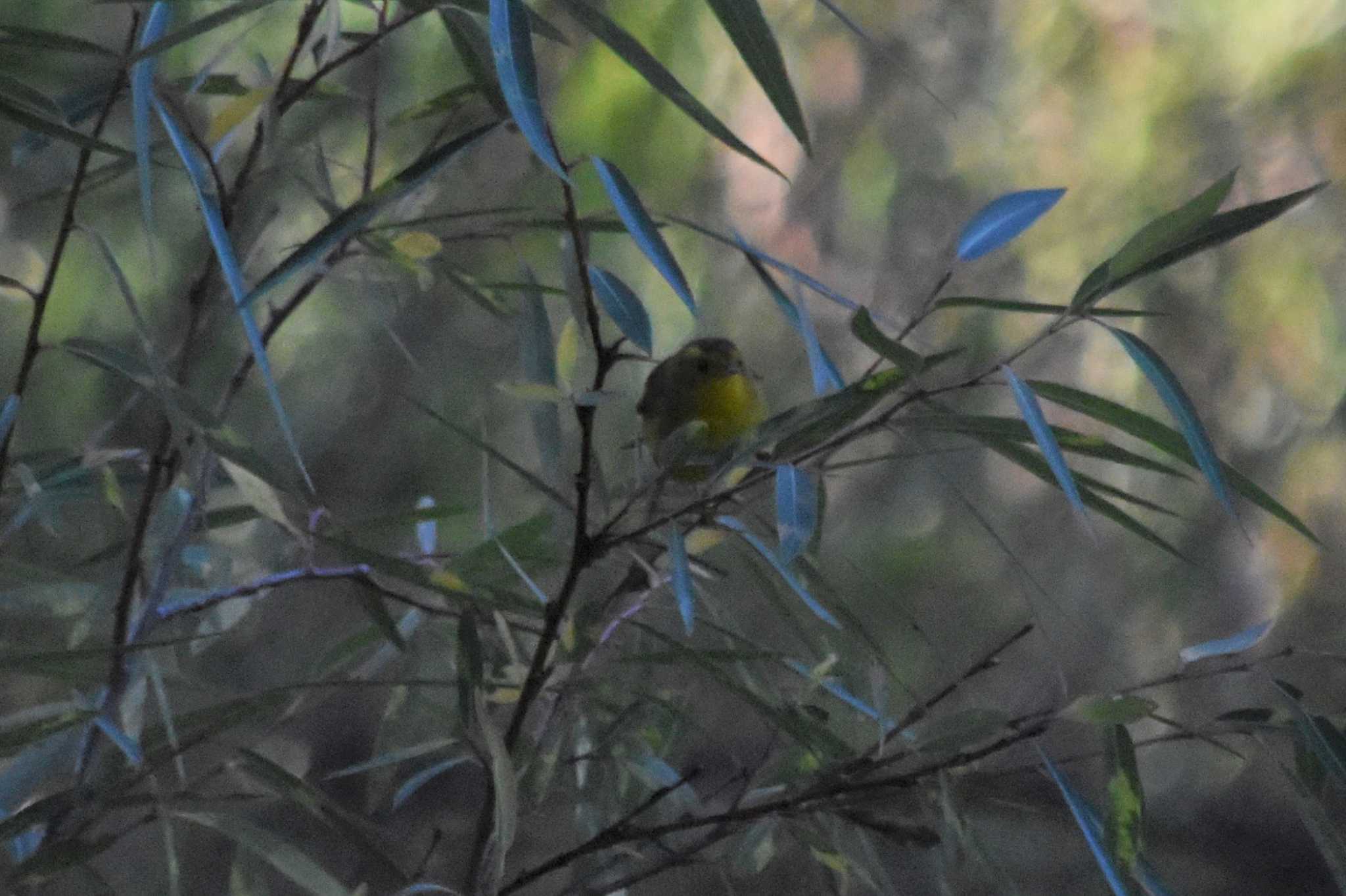 Photo of Wilson's Warbler at mexico by ヨシテル