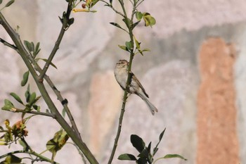 Chipping Sparrow