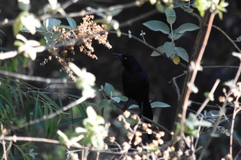 Great-tailed Grackle mexico Tue, 5/18/2021