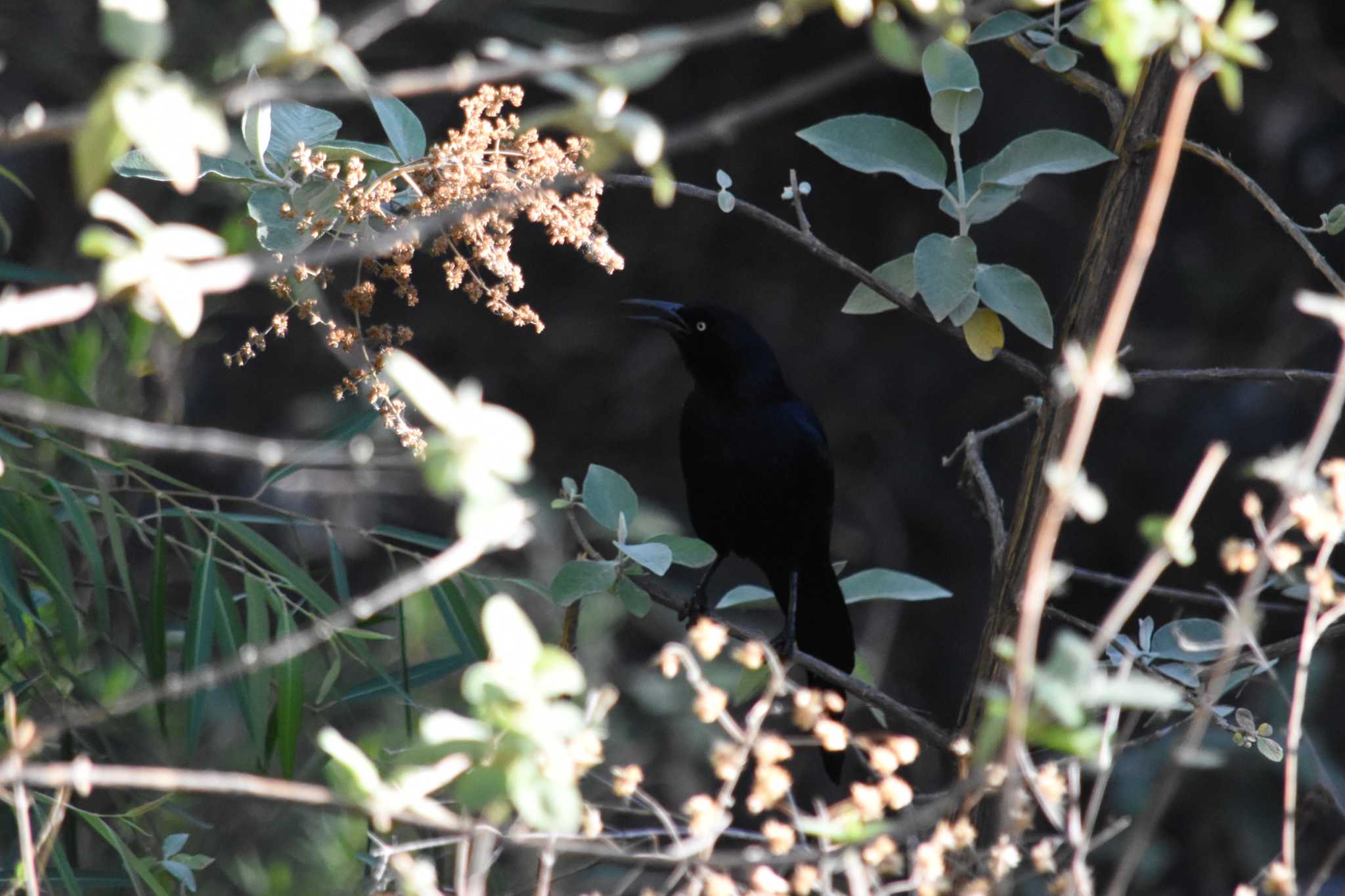 Photo of Great-tailed Grackle at mexico by ヨシテル