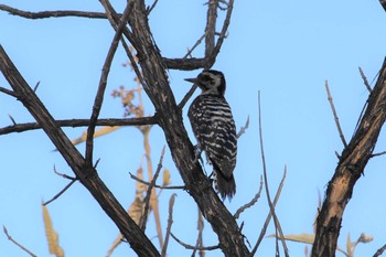 Ladder-backed Woodpecker