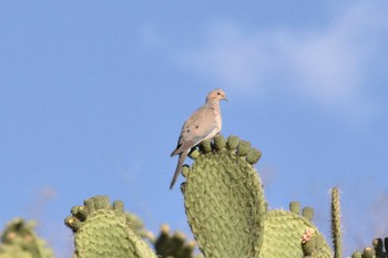 ナゲキバト mexico 2021年5月18日(火)