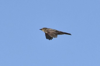 Western Wood Pewee