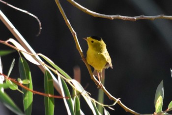 Wilson's Warbler mexico Tue, 5/18/2021