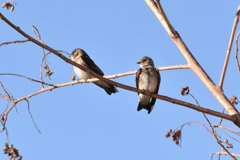 Northern Rough-winged Swallow