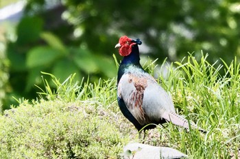 キジ 恵那中野方 2021年5月23日(日)