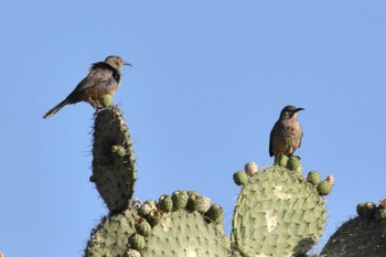 Curve-billed Thrasher