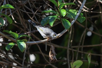 クロガオミツスイ Royal Botanic Gardens Sydney 2017年2月9日(木)