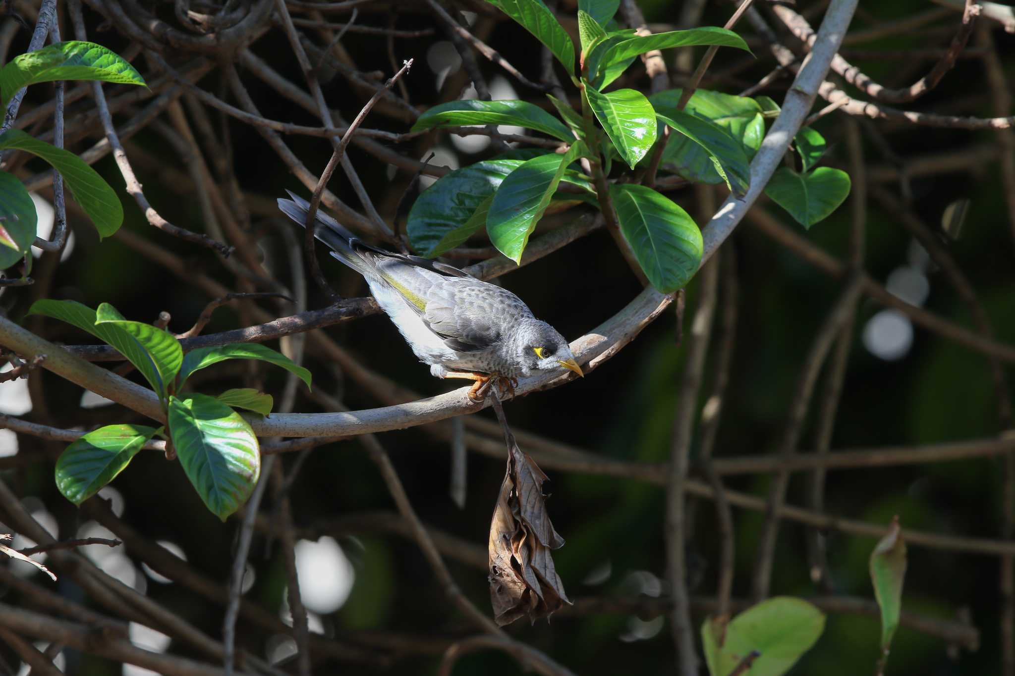 Photo of Noisy Miner at Royal Botanic Gardens Sydney by Trio