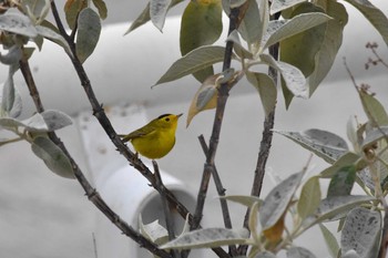 Wilson's Warbler mexico Tue, 5/11/2021