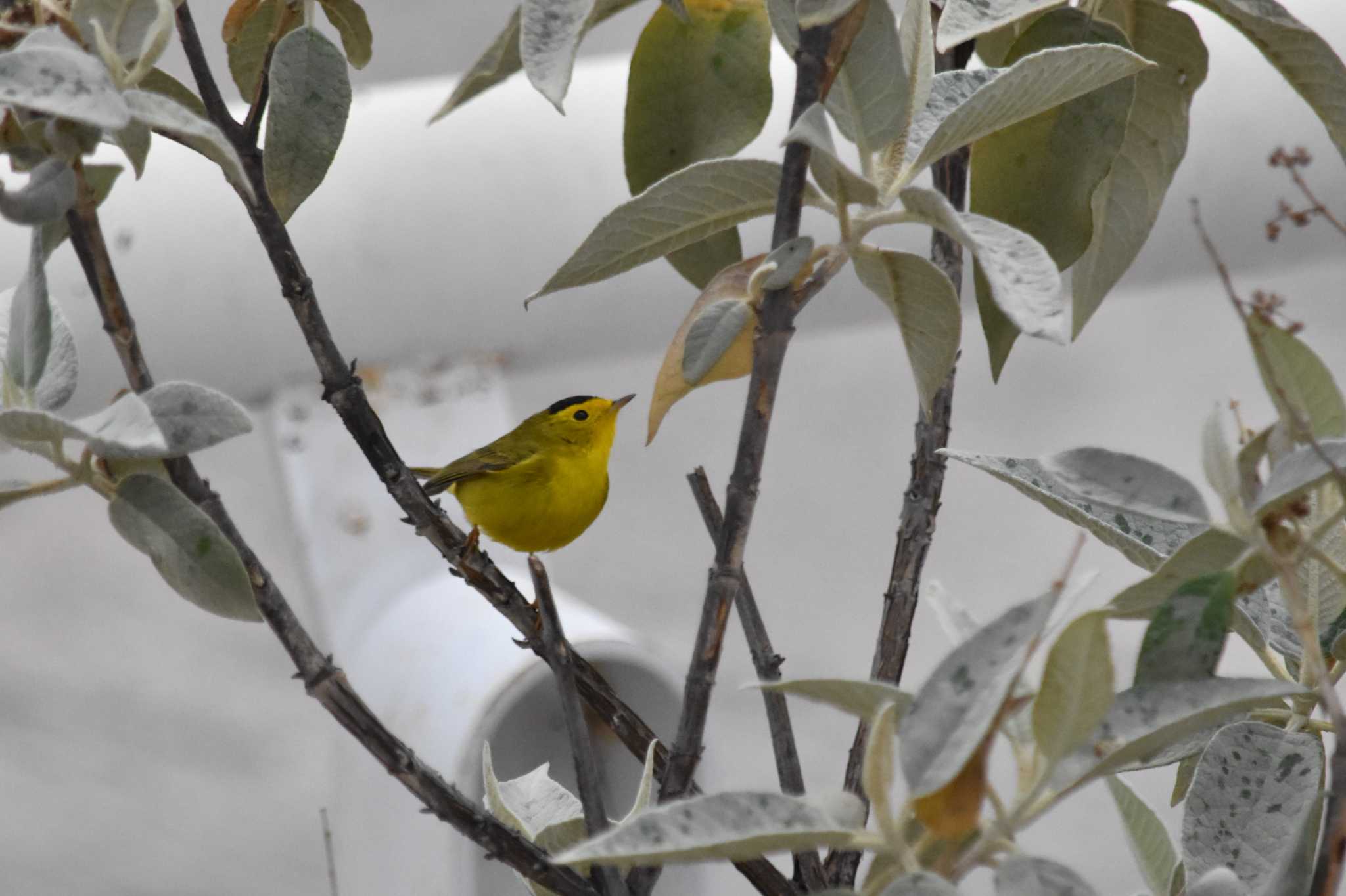 Photo of Wilson's Warbler at mexico by ヨシテル