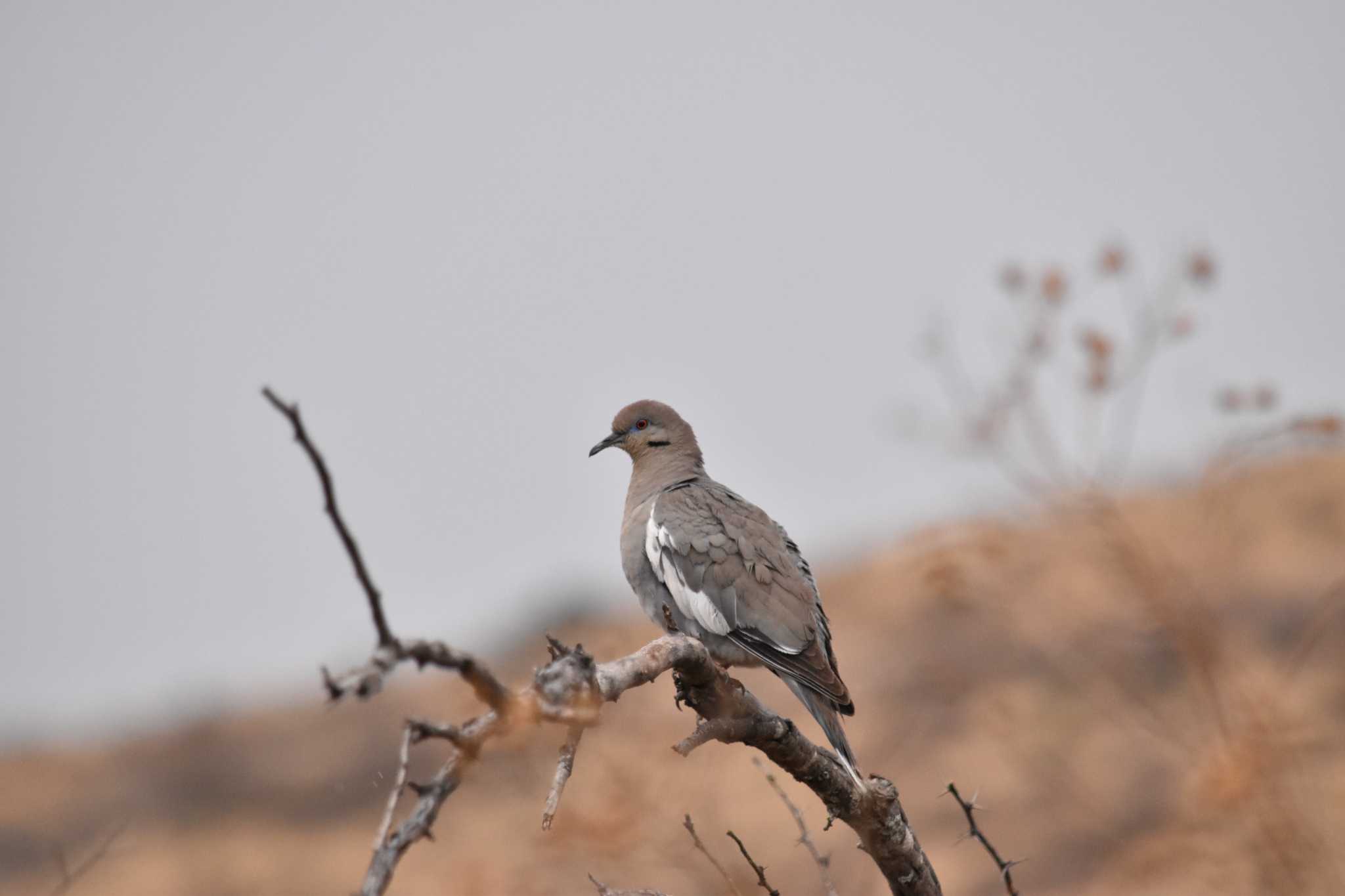 Photo of White-winged Dove at mexico by ヨシテル