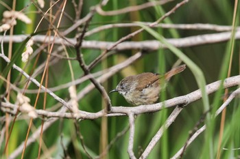 White-browed Scrubwren Twelve Apostles Motel & Country Retreat Mon, 2/6/2017