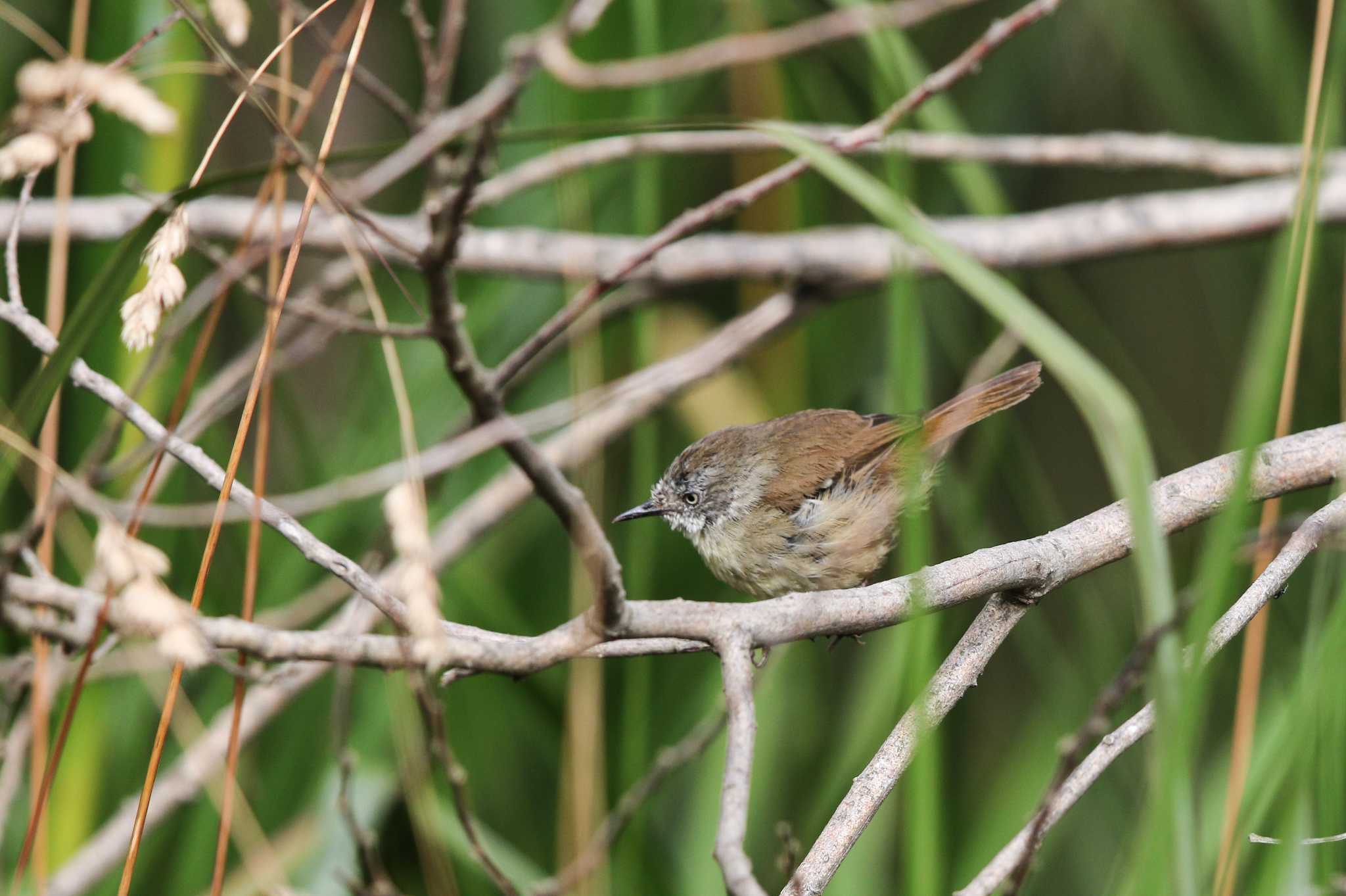 Photo of White-browed Scrubwren at Twelve Apostles Motel & Country Retreat by Trio