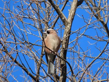 2021年2月20日(土) こども自然公園 (大池公園/横浜市)の野鳥観察記録