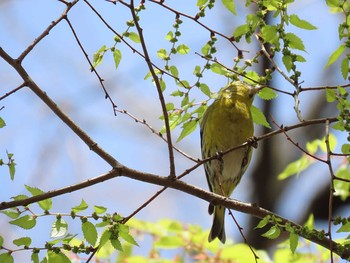 マヒワ 善福寺公園 2021年3月31日(水)