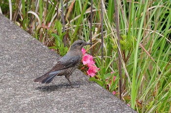 イソヒヨドリ 奈良県河合町 2021年5月25日(火)