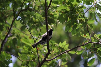 Japanese Tit 追浜(馬の背) Tue, 5/25/2021