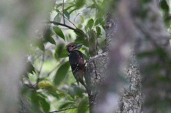 White-backed Woodpecker Amami Forest Police Sat, 4/10/2021