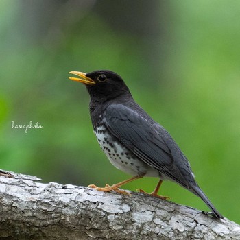 Japanese Thrush 北海道 Mon, 5/24/2021