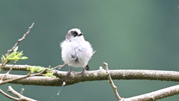 Long-tailed Tit 丹沢 Sun, 5/23/2021