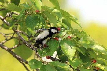 Japanese Tit 平谷川 Sun, 5/23/2021