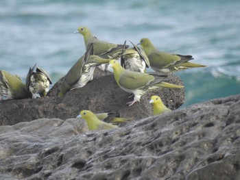 2021年5月25日(火) 大磯照ヶ崎海岸の野鳥観察記録