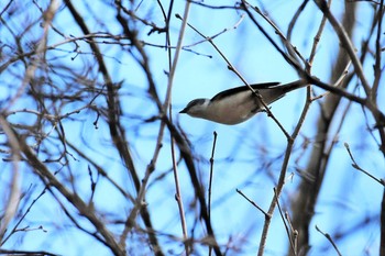 サンショウクイ 軽井沢野鳥の森 2021年5月2日(日)