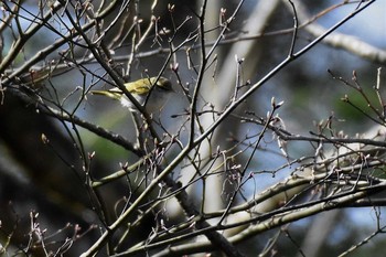 2021年5月2日(日) 軽井沢野鳥の森の野鳥観察記録