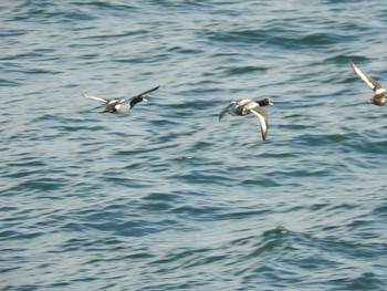 Greater Scaup 八景島 Sat, 3/11/2017