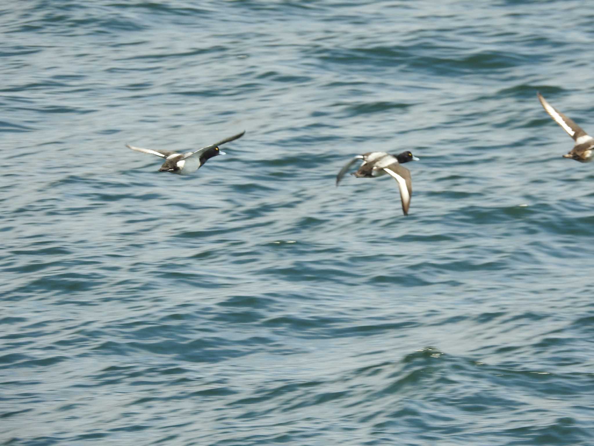 Photo of Greater Scaup at 八景島 by 結城