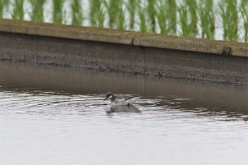 Red-necked Phalarope 小山市 Sat, 5/22/2021