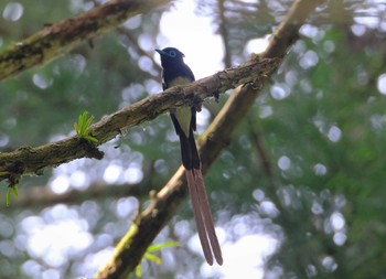 サンコウチョウ 八王子城址 2021年5月14日(金)