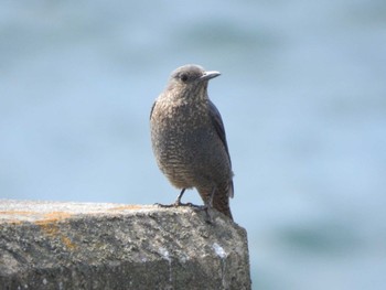 Blue Rock Thrush 八景島 Sat, 3/11/2017