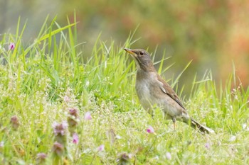 Pale Thrush Akashi Park Tue, 3/30/2021