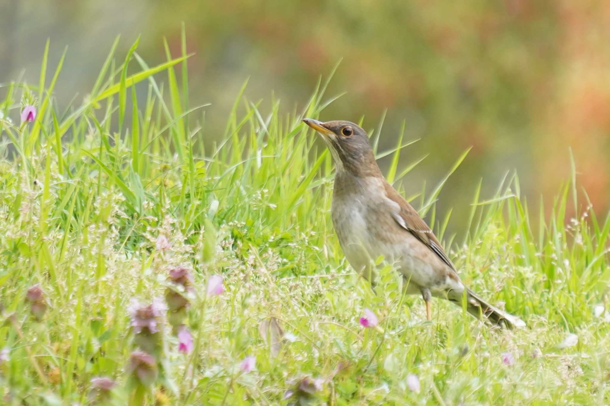 Photo of Pale Thrush at Akashi Park by nearco