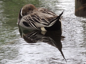 2021年5月24日(月) 石神井公園の野鳥観察記録