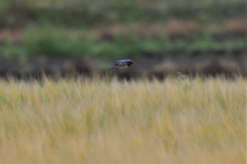 Barn Swallow 小山市 Sat, 5/22/2021