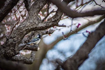 2017年3月11日(土) 古室山の野鳥観察記録