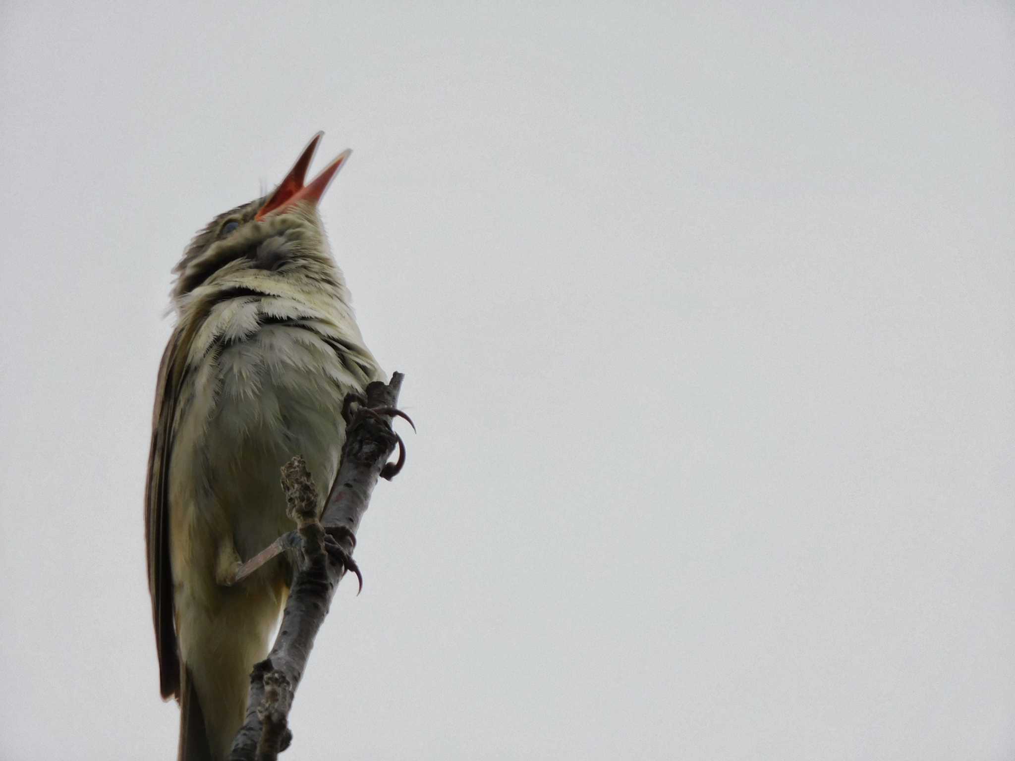 伊佐沼 オオヨシキリの写真 by ウタさんぽ